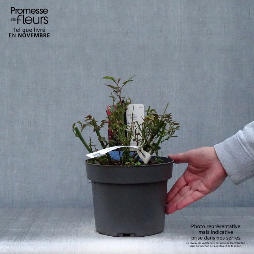Spécimen de Rosier à patio Everglow Ruby  Pot de 4L/5L tel que livré en automne