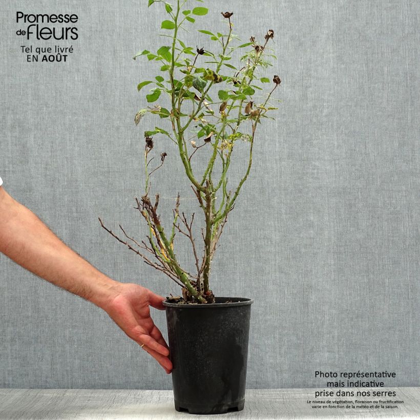 Spécimen de Rosier à pétales comestibles Birthday Rose Bio Pot de 4L/5L tel que livré en été