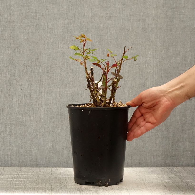 Spécimen de Rosier à pétales comestibles Birthday Rose Bio - Pot de 4L/5L tel que livré au printemps