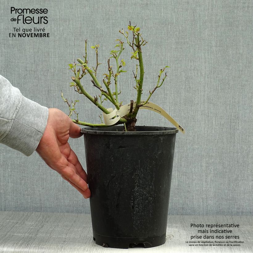 Spécimen de Rosier à pétales comestibles Picnic Bio Pot de 4L/5L tel que livré en automne