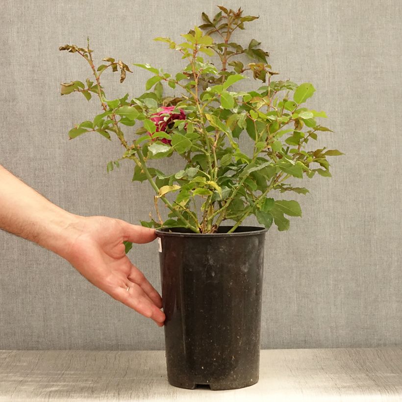 Spécimen de Rosier à pétales comestibles Taste of Love Dolce - Pot de 4L/5L tel que livré en été