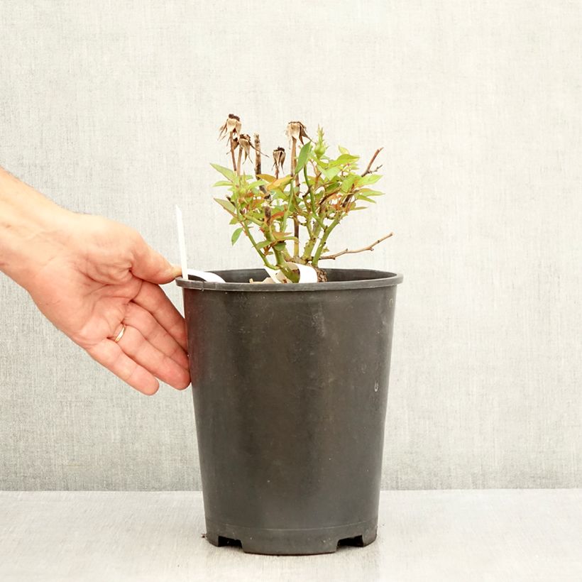 Spécimen de Rosier à pétales comestibles Tiramisu Bio Pot de 4L/5L tel que livré en été