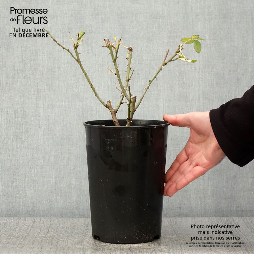 Spécimen de Rosier ancien Alba Suaveolens Pot de 4L/5L tel que livré en automne