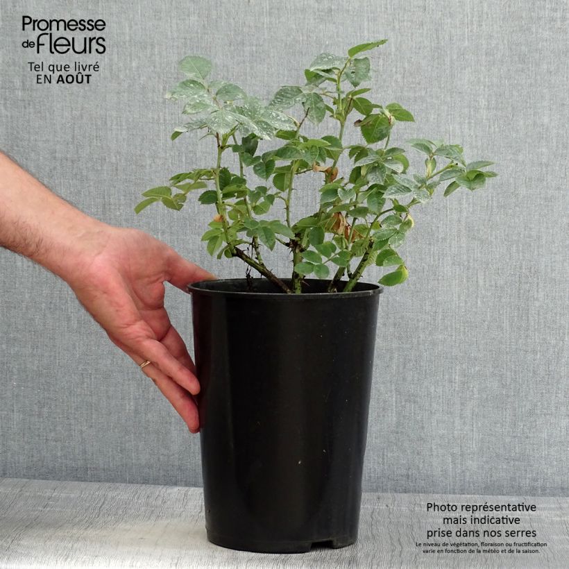 Spécimen de Rosier ancien Alba Suaveolens Pot de 4L/5L tel que livré en été
