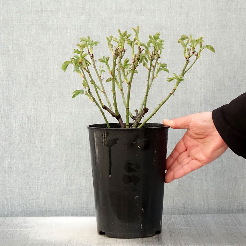 Spécimen de Rosier ancien Alba Suaveolens en pot de 4L tel que livré au printemps
