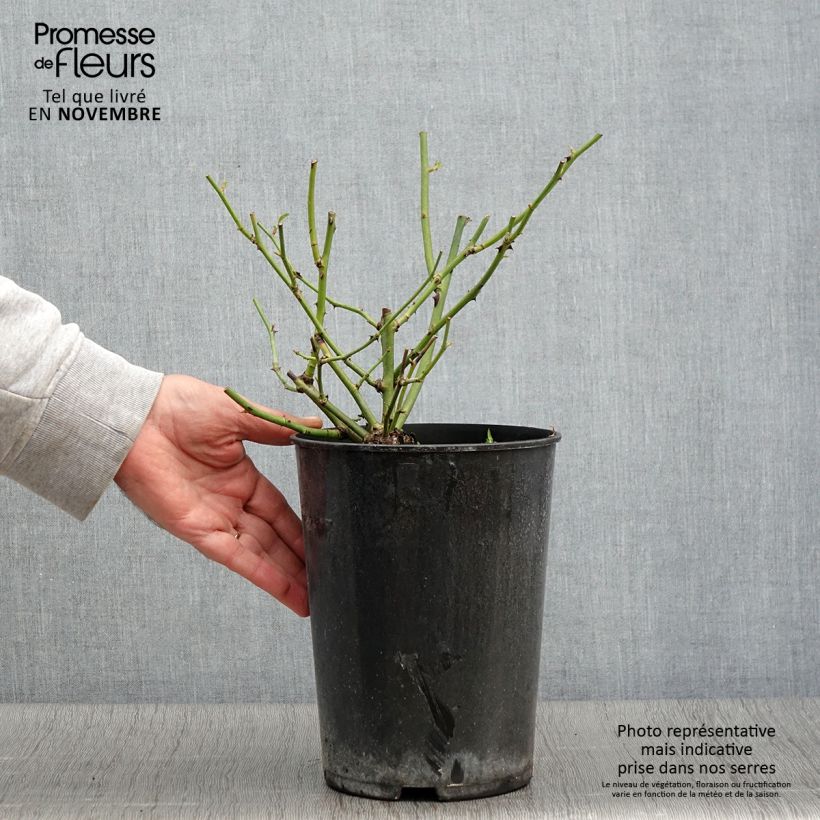 Spécimen de Rosier ancien Ballerina Pot de 4L/5L tel que livré en automne