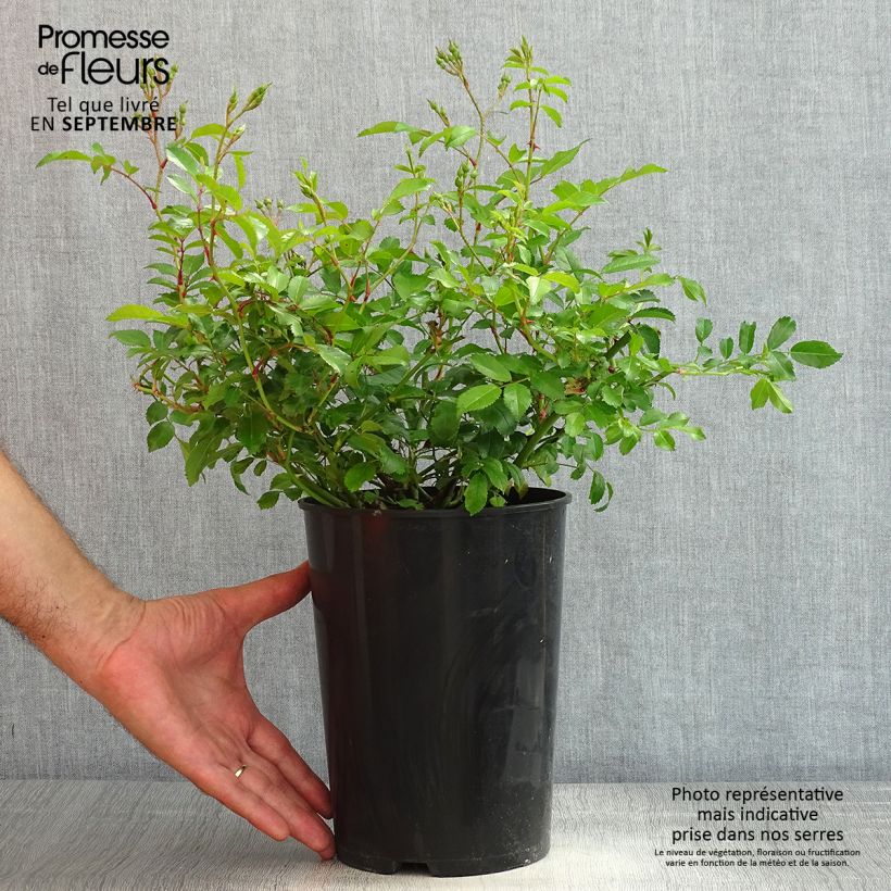 Spécimen de Rosier ancien Ballerina Pot de 4L/5L tel que livré en été