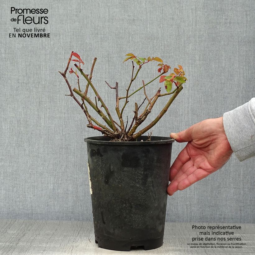 Spécimen de Rosier ancien Buff Beauty Pot de 4L/5L tel que livré en automne