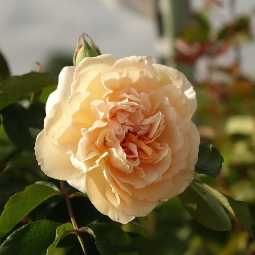 Rosier ancien Buff Beauty (Floraison)