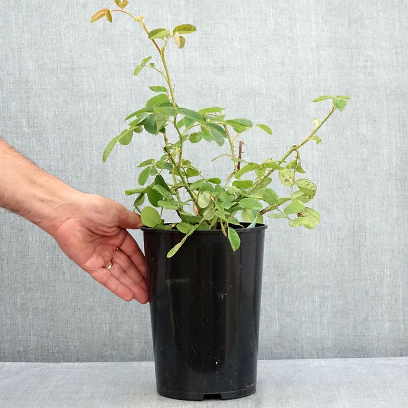 Spécimen de Rosier ancien Centifolia Muscosa Pot de 4L/5L tel que livré en été