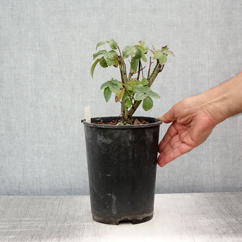 Spécimen de Rosier ancien Charles de Mills Pot de 4L/5L tel que livré en été