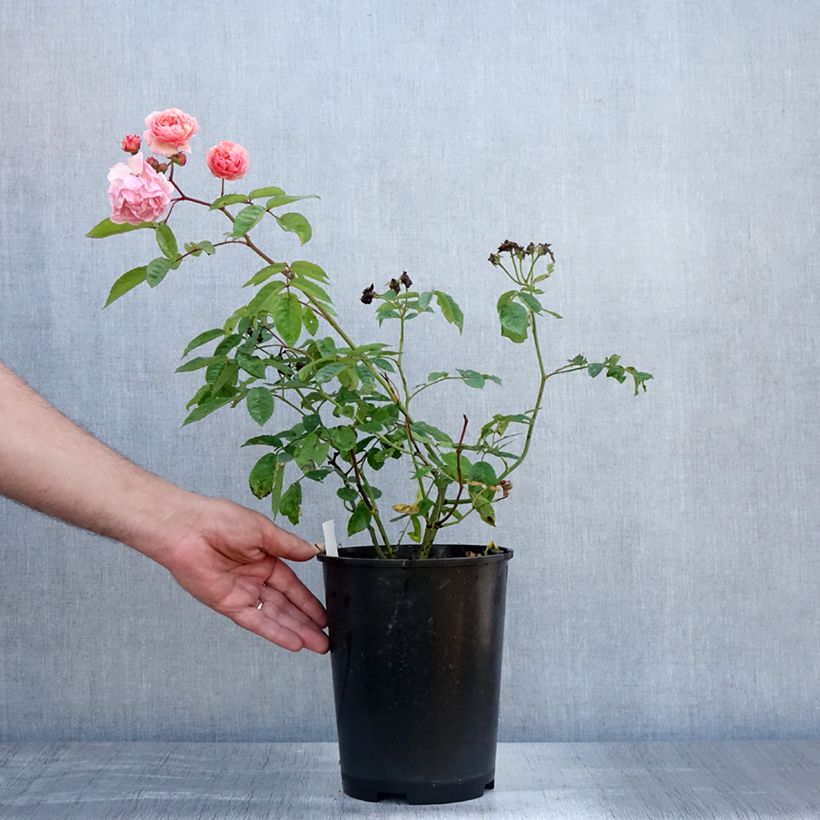 Spécimen de Rosier ancien Cornelia Pot de 4L/5L tel que livré en été