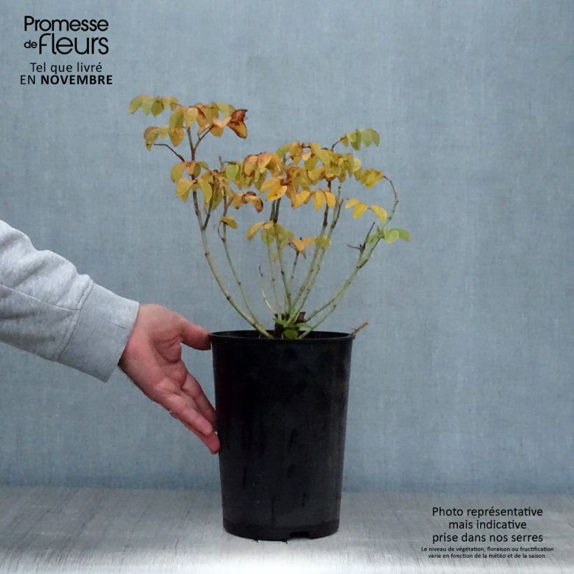 Spécimen de Rosier ancien Cuisse de Nymphe Pot de 4L/5L tel que livré en automne