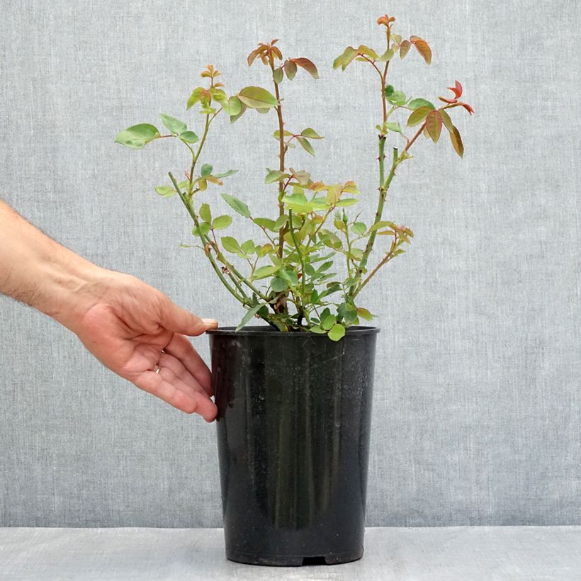 Spécimen de Rosier ancien Dainty Bess Pot de 4L/5L tel que livré en été