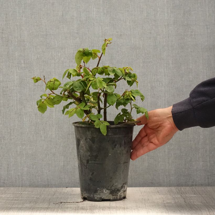 Spécimen de Rosier ancien Fantin Latour en pot de 4L tel que livré au printemps