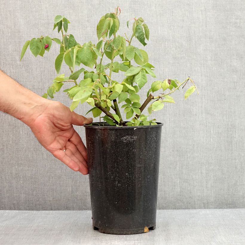 Spécimen de Rosier ancien Fantin Latour Pot de 4L/5L tel que livré en été