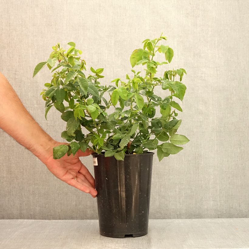 Spécimen de Rosier ancien Ferdinand Pichard Pot de 4L/5L tel que livré en été