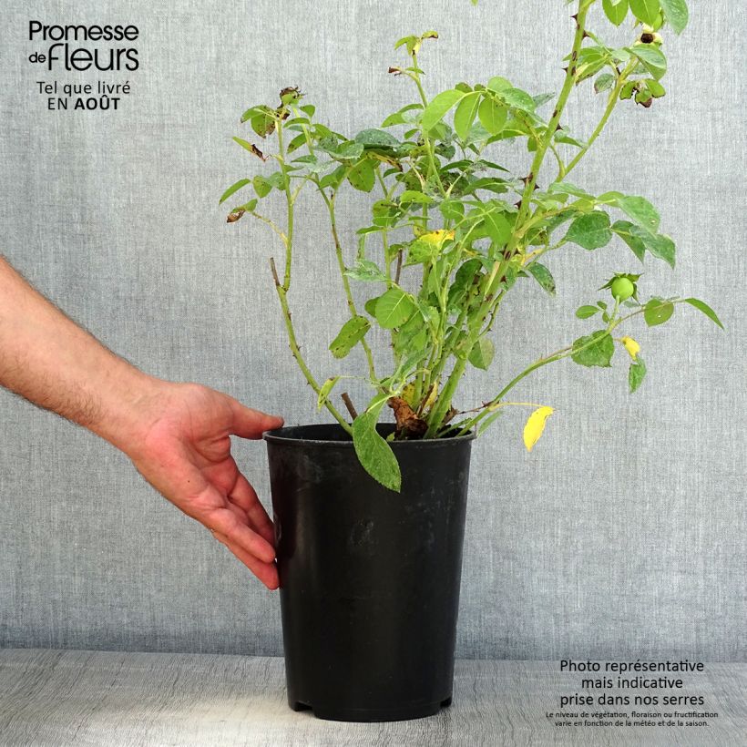 Spécimen de Rosier à grandes fleurs Fragant Old Yellow Pot de 4L/5L tel que livré en été