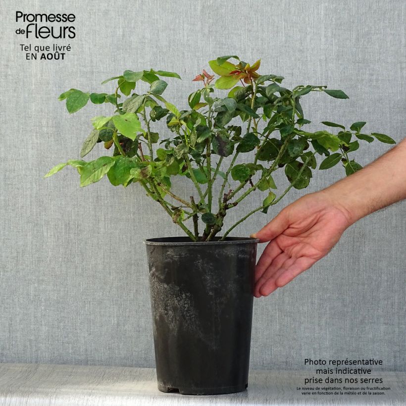 Spécimen de Rosier anglais David Austin Fragrant Old purple Pot de 4L/5L tel que livré en été