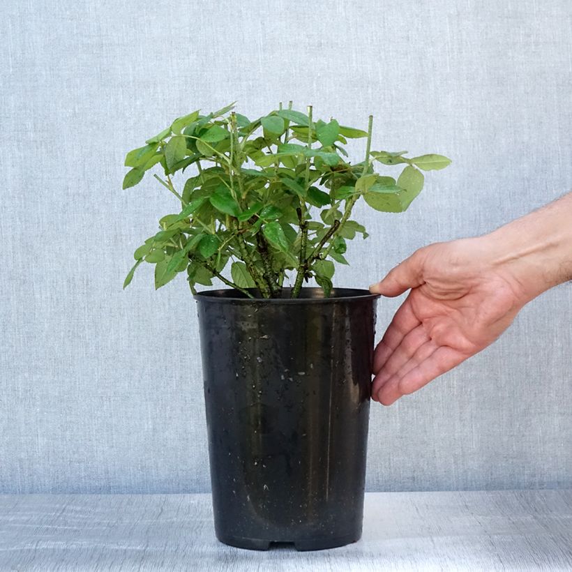 Spécimen de Rosier ancien gallica Officinalis en pot de 4L/5L tel que livré en été