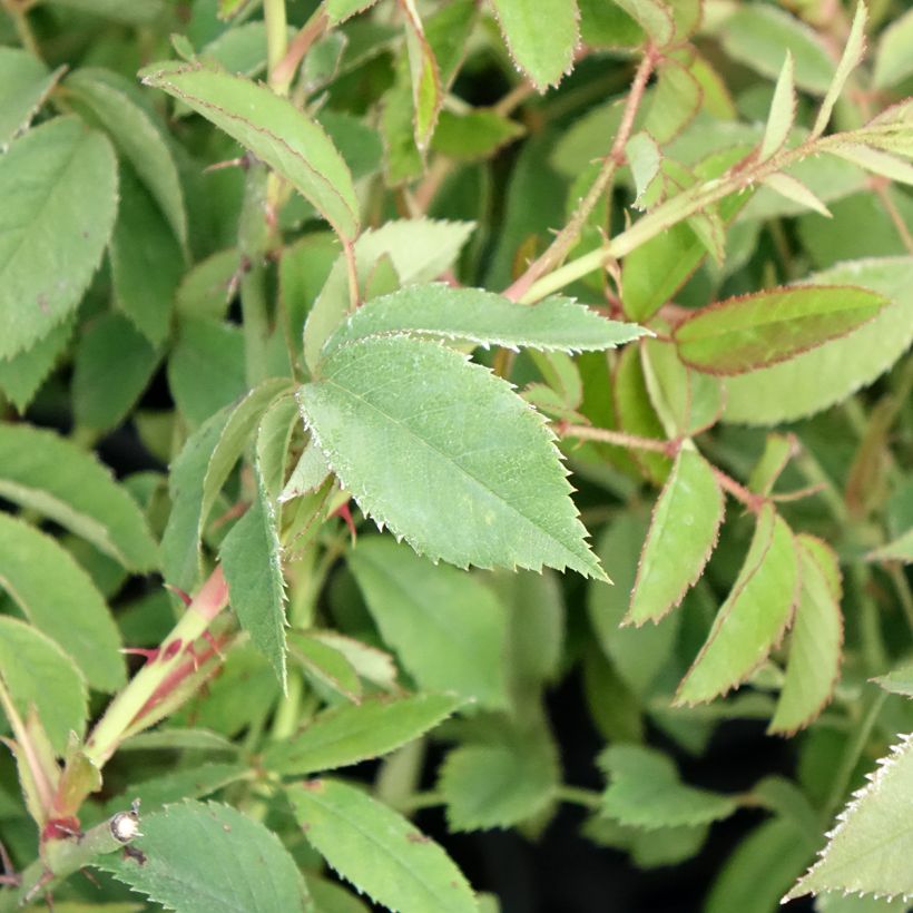 Rosier ancien gallica - Rosa gallica (Feuillage)