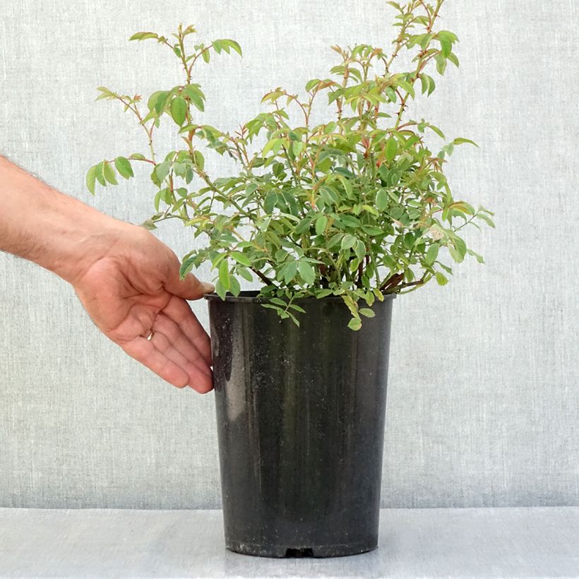 Spécimen de Rosier ancien gallica - Rosa gallica Pot de 4L/5L tel que livré en été