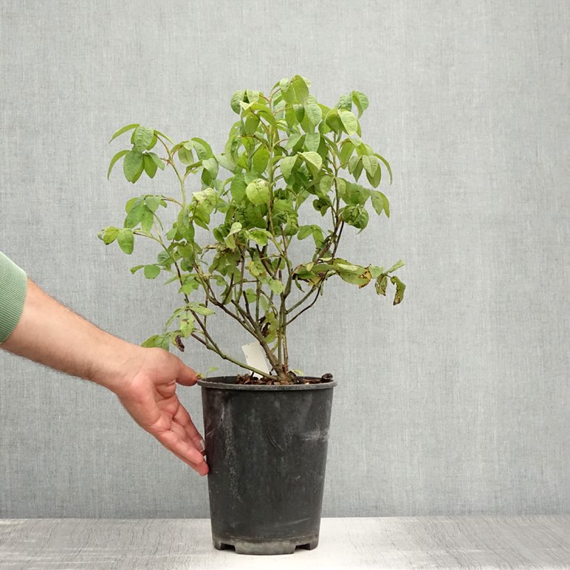 Spécimen de Rosier ancien gallica Versicolor Pot de 4L/5L tel que livré en été