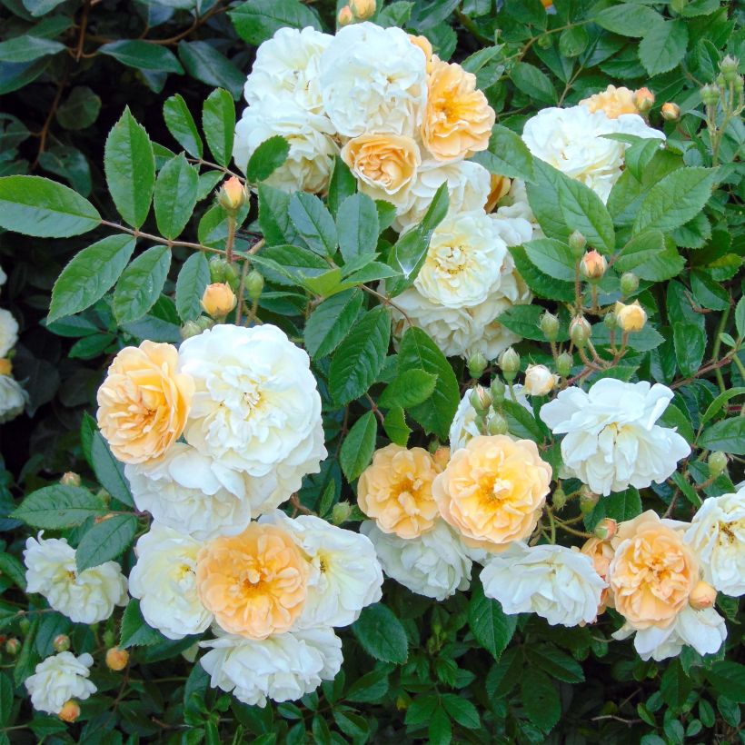 Rosier ancien Ghislaine de Féligonde (Floraison)