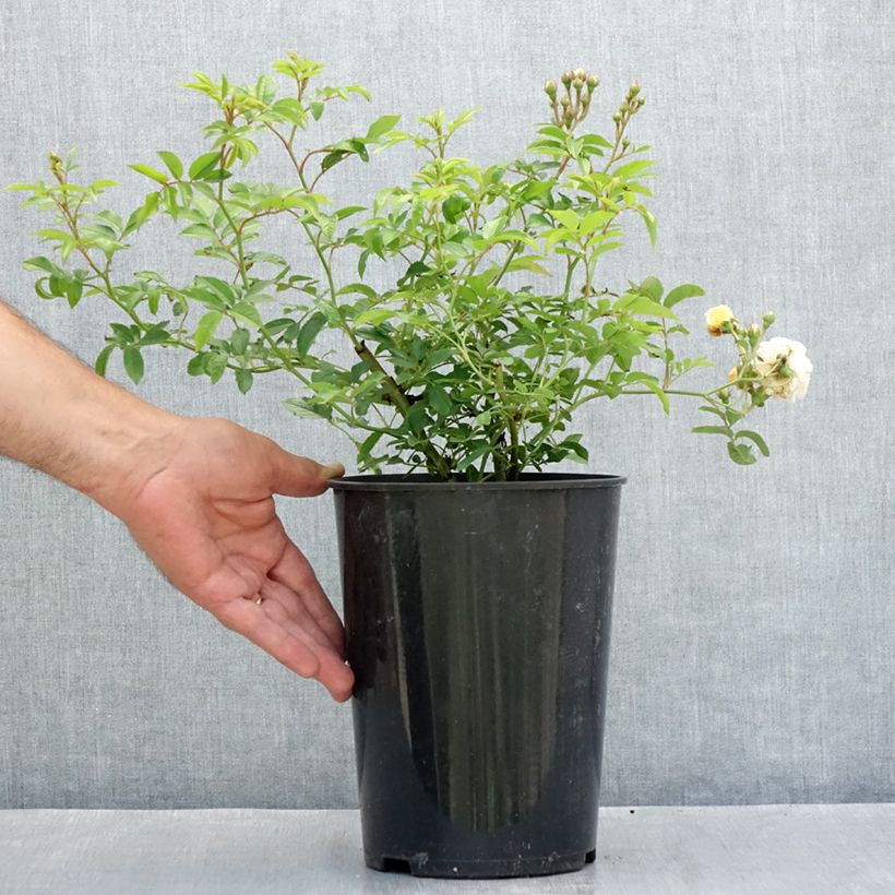 Spécimen de Rosier ancien Ghislaine de Féligonde Pot de 4L/5L tel que livré en été