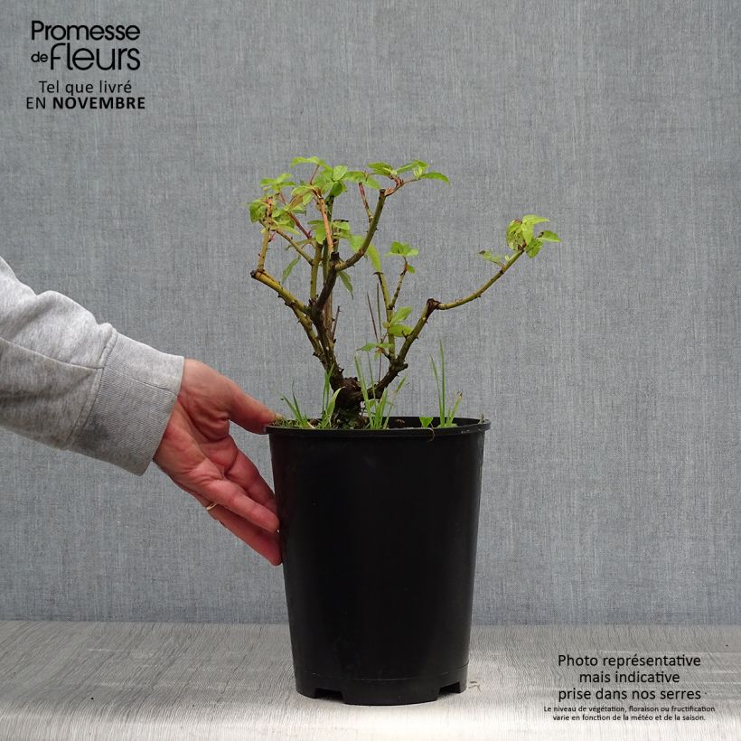 Spécimen de Rosier ancien Gros Provins Panaché  Pot de 4L/5L tel que livré en automne