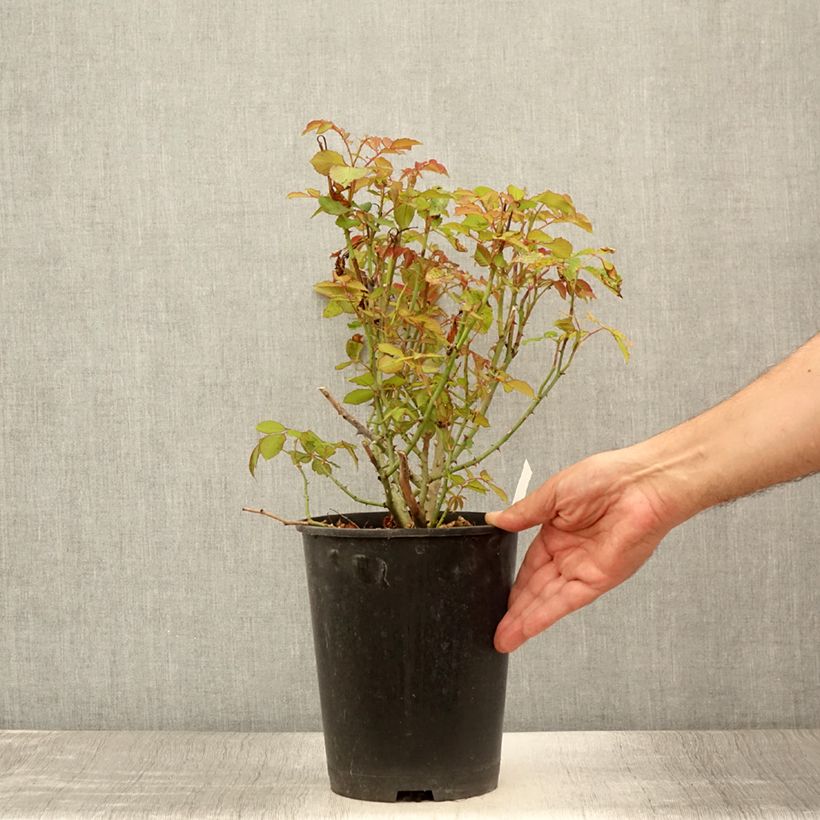 Spécimen de Rosier ancien Gruss An Aachen Pot de 4L/5L tel que livré en été