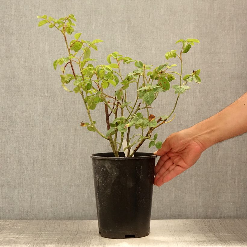 Spécimen de Rosier ancien Henri Martin (Red Moss) - Pot de 4L/5L tel que livré en été