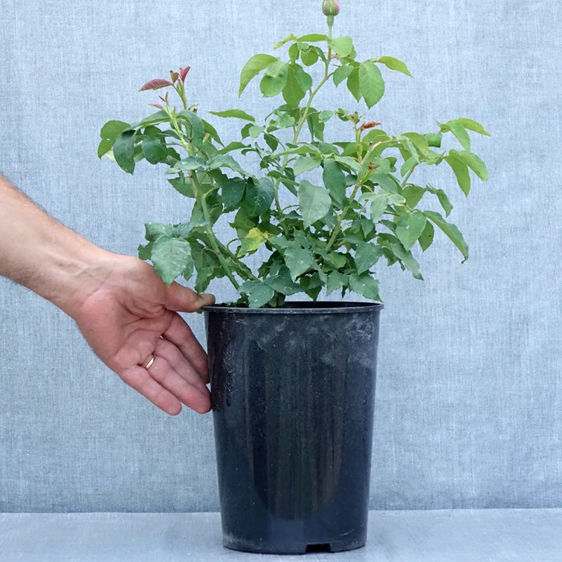 Spécimen de Rosier ancien Honorine de Brabant Pot de 4L/5L tel que livré en été