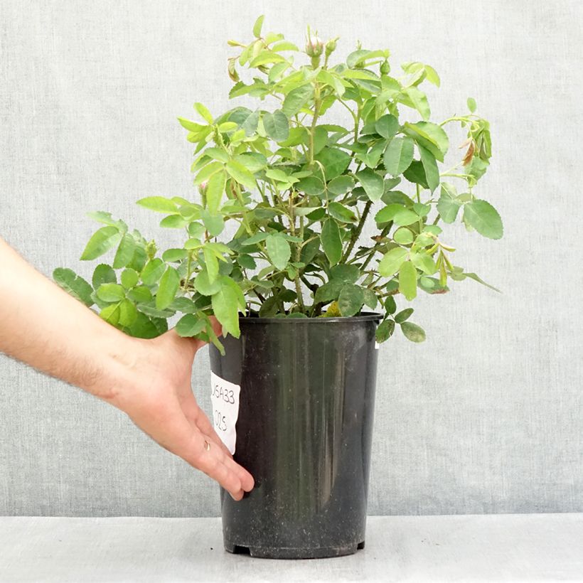Spécimen de Rosier ancien Jacques Cartier  Pot de 4L/5L tel que livré en été