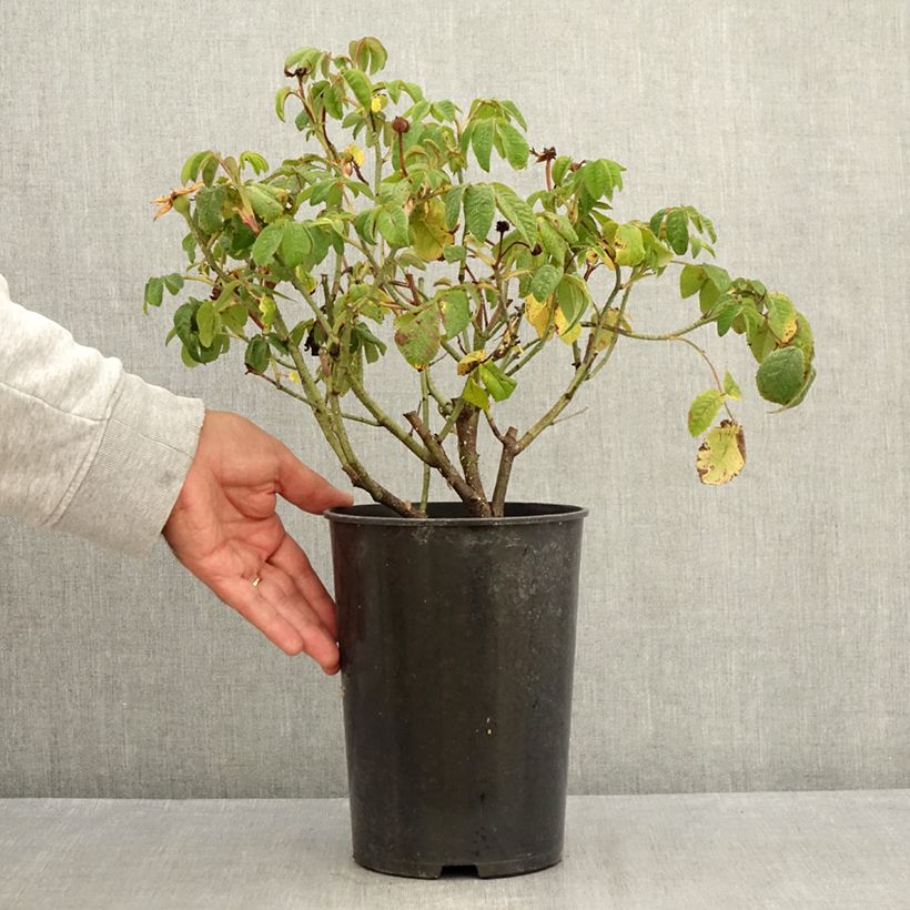 Spécimen de Rosier ancien Jenny Duval Pot de 4L/5L tel que livré en été