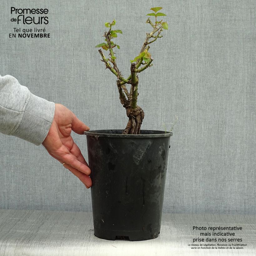 Spécimen de Rosier ancien Joseph's Coat Pot de 4L/5L tel que livré en automne