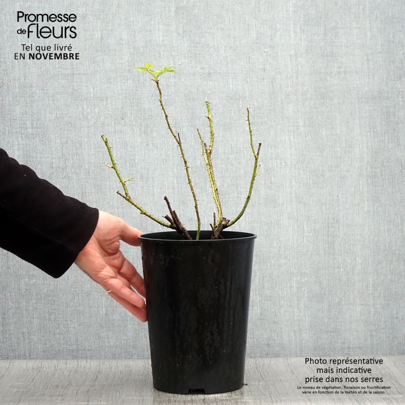 Spécimen de Rosier ancien Kazanlik (Trigintipetala) Pot de 4L/5L tel que livré en automne
