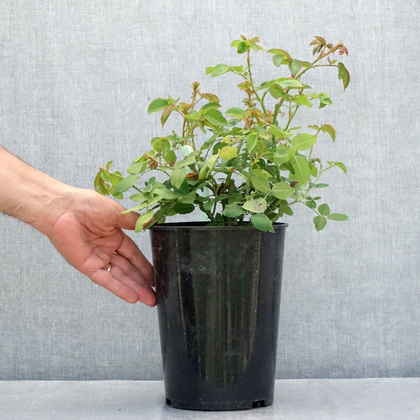 Spécimen de Rosier ancien La Reine Victoria Pot de 4L/5L tel que livré en été