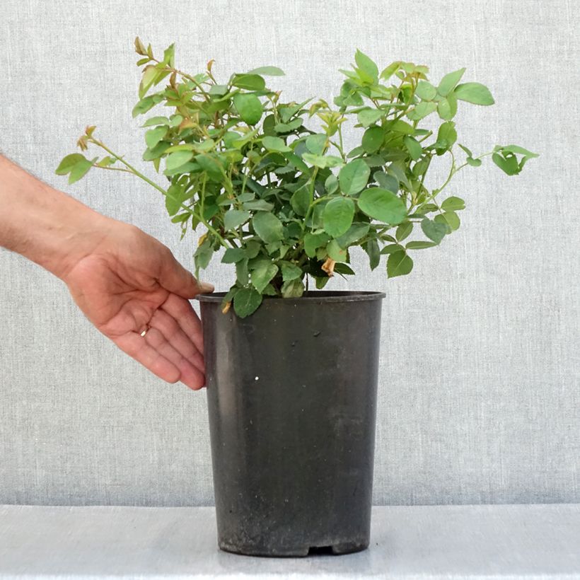 Spécimen de Rosier ancien Louise Odier Pot de 4L/5L tel que livré en été