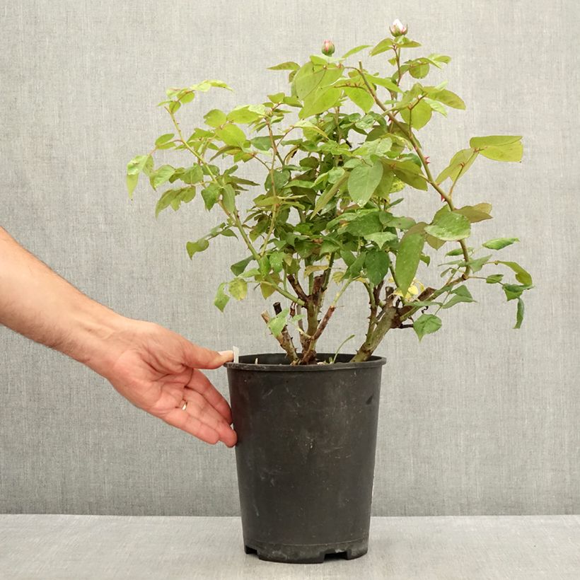 Spécimen de Rosier ancien Madame Ernest Calvat Pot de 4L/5L tel que livré en été