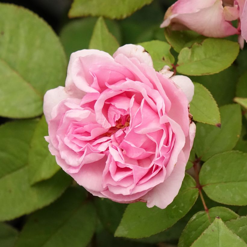 Rosier ancien Madame Ernest Calvat (Floraison)