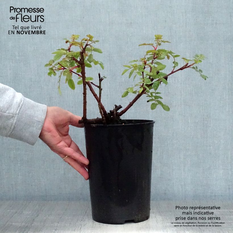 Spécimen de Rosier ancien Marguerite Hilling Pot de 4L/5L tel que livré en automne