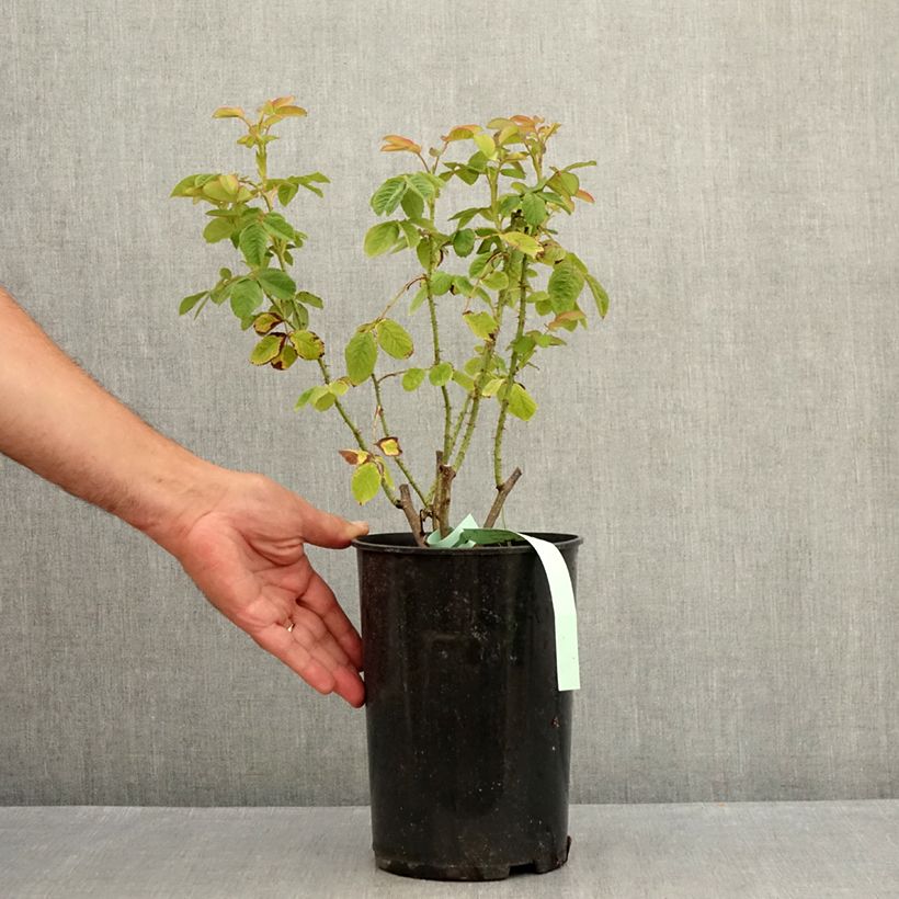 Spécimen de Rosier ancien Mme Hardy Pot de 4L/5L tel que livré en été