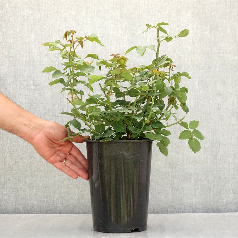Spécimen de Rosier ancien Mme Isaac Pereire Pot de 4L/5L tel que livré en été