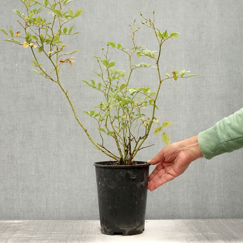 Spécimen de Rosier ancien Mozart Pot de 3L/4L tel que livré en été
