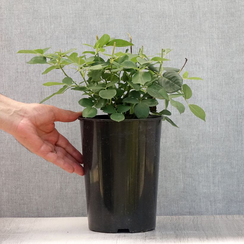 Spécimen de Rosier ancien Mrs John Laing Pot de 4L/5L tel que livré en été