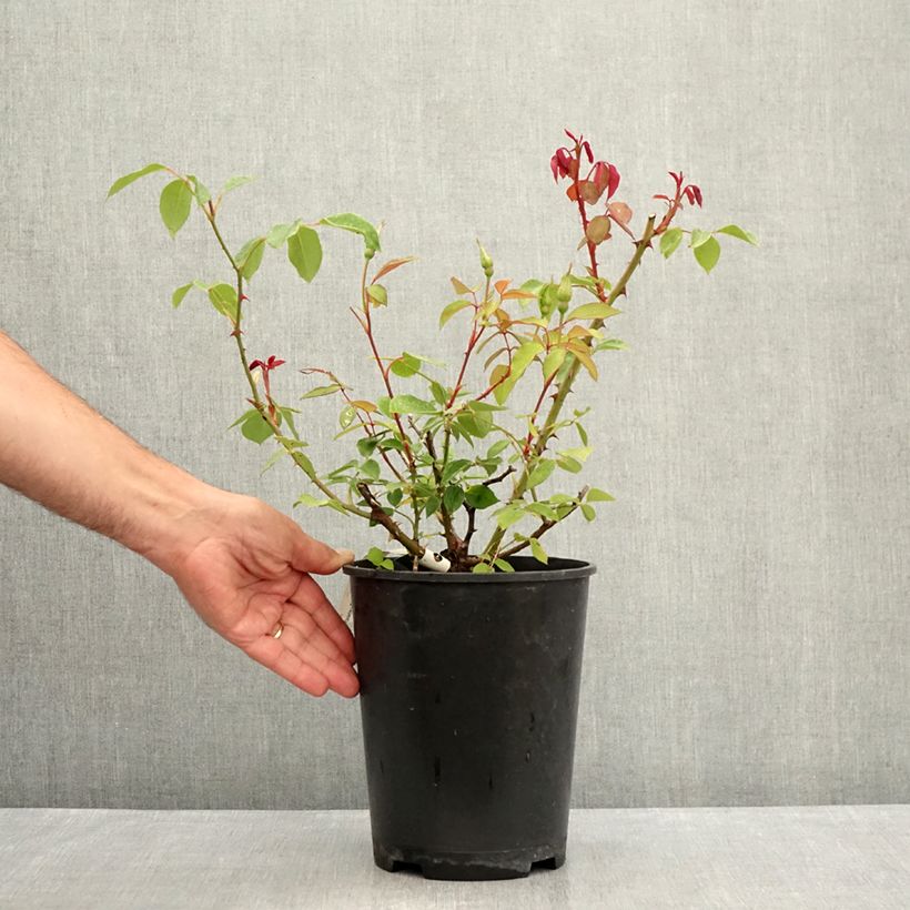 Spécimen de Rosier ancien Mrs Oakley Fisher Pot de 4L/5L tel que livré en été