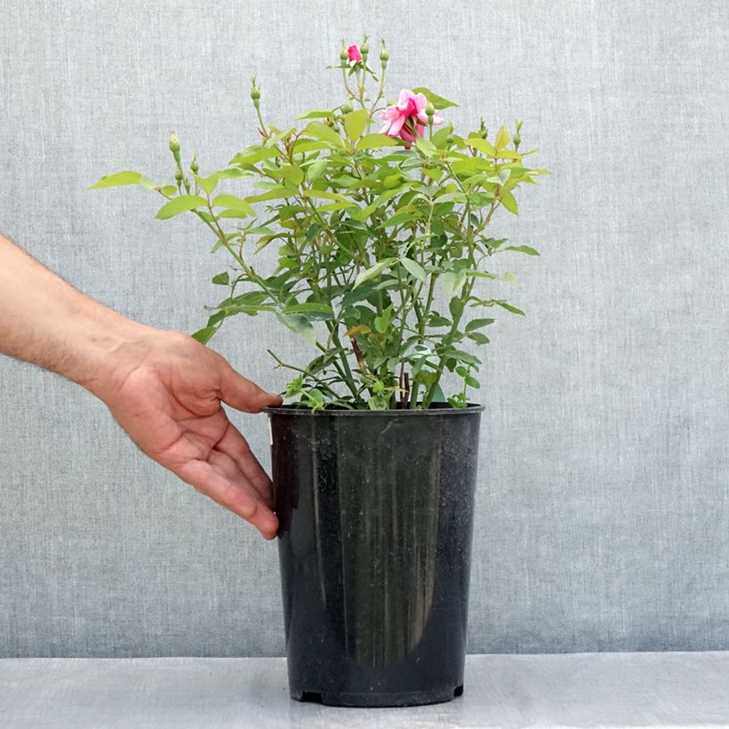 Spécimen de Rosier ancien Old Blush Pot de 4L/5L tel que livré en été