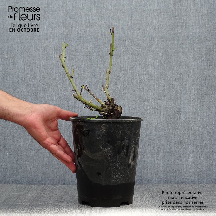 Spécimen de Rosier ancien Paul Neyron Pot de 4L/5L tel que livré en automne