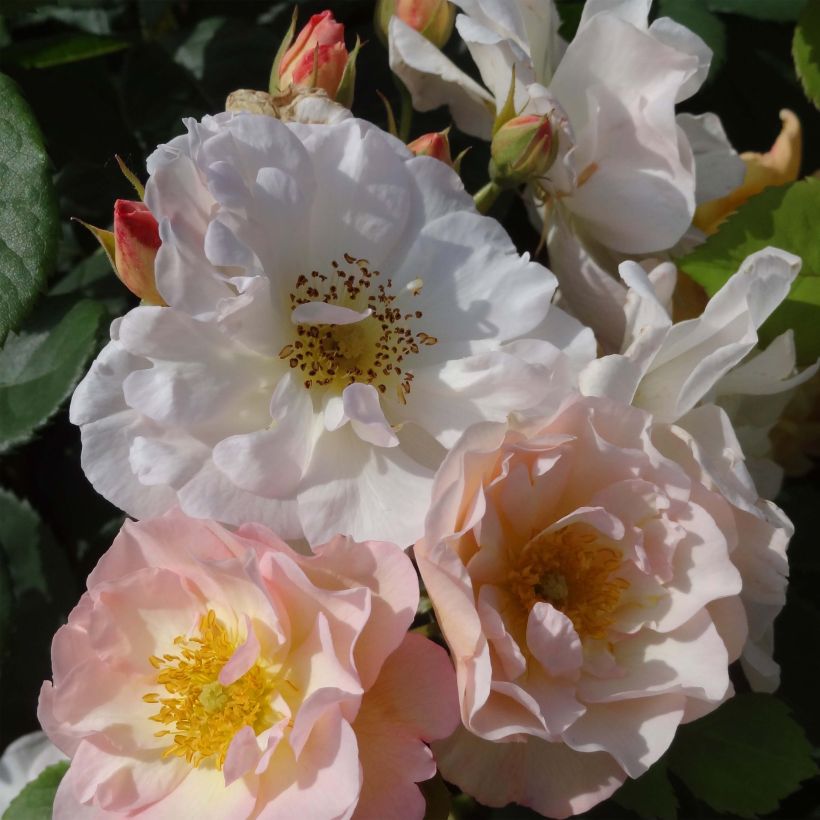 Rosier ancien Pénélope (Floraison)